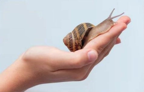 Snail mucin skincare benefits - natural anti-aging and hydrating properties
