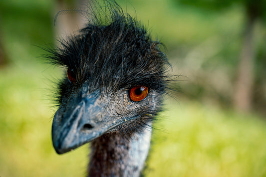 Emu oil natural skincare benefits - ancestral healing ingredient for dry skin